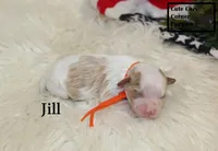F1 Jill, a female Cavapoo for sale in Taylorsville, NC – 4 of 7