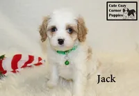 F1 Jack, a male Cavapoo for sale in Taylorsville, NC – 1 of 10