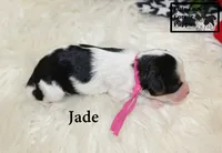 F1 Jade, a female Cavapoo for sale in Taylorsville, NC – 5 of 7