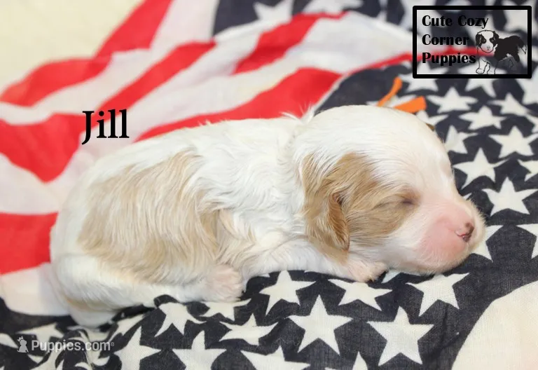 F1 Jill – Cavapoo puppy for sale in Taylorsville, NC