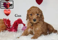 AKC Gus, a male Poodle - Miniature  for sale in Taylorsville, NC – Photo 4 of 10