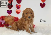 AKC Gus, a male Poodle - Miniature  for sale in Taylorsville, NC – Photo 7 of 10
