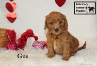 AKC Gus, a male Poodle - Miniature  for sale in Taylorsville, NC – Photo 10 of 10