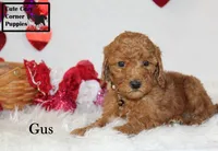 AKC Gus, a male Poodle - Miniature  for sale in Taylorsville, NC – Photo 5 of 10