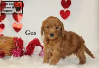 AKC Gus, a male Poodle - Miniature  for sale in Taylorsville, NC – Photo 9 of 10