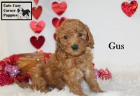 AKC Gus, a male Poodle - Miniature  for sale in Taylorsville, NC – Photo 6 of 10