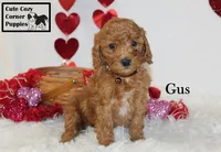 AKC Gus, a male Poodle - Miniature  for sale in Taylorsville, NC – Photo 3 of 10