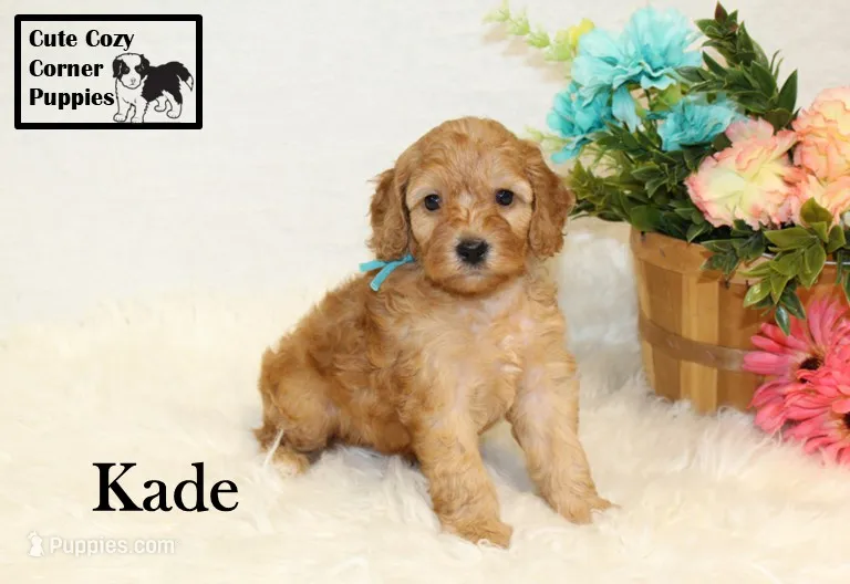 F1B Kade – Cavapoo puppy for sale in Taylorsville, NC