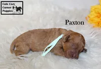 AKC Paxton, a male Poodle - Miniature  for sale in Taylorsville, NC – 4 of 6