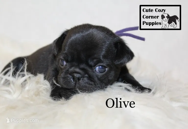 AKC Olive – Pug puppy for sale in Taylorsville, NC