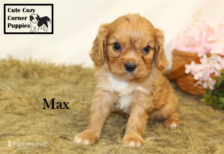 AKC Max – Cavalier King Charles Spaniel puppy for sale in Taylorsville, NC