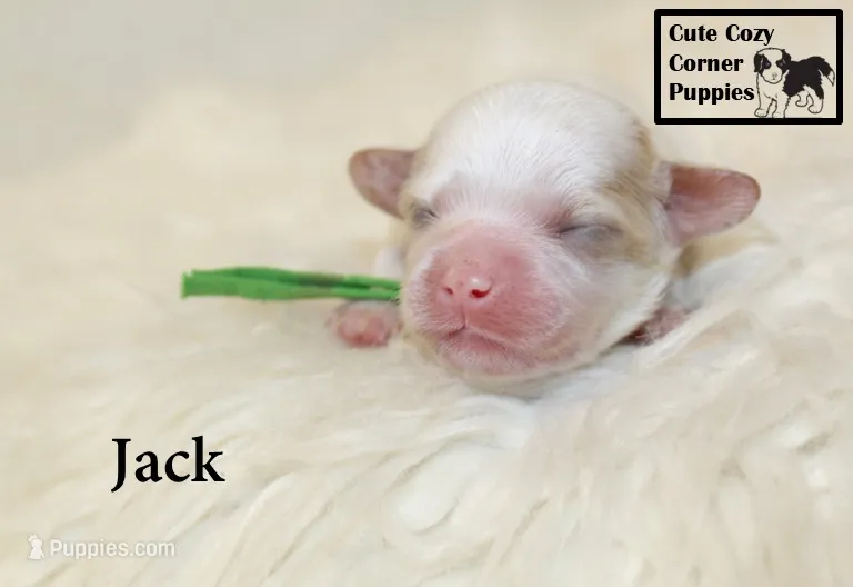 F1 Jack – Cavapoo puppy for sale in Taylorsville, NC