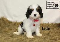 F1 Jade, a female Cavapoo for sale in Taylorsville, NC – 7 of 10
