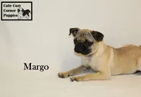AKC Margo, a female Pug for sale in Taylorsville, NC – 1 of 7