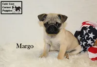 AKC Margo, a female Pug for sale in Taylorsville, NC – 3 of 9