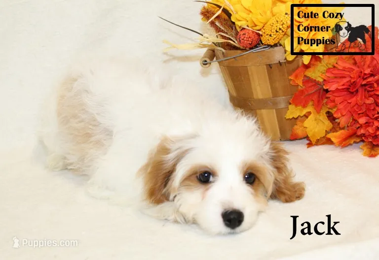 F1 Jack – Cavapoo puppy for sale in Taylorsville, NC