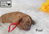 Akc Pearl, a female Poodle - Miniature  for sale in Taylorsville, NC – 6 of 6