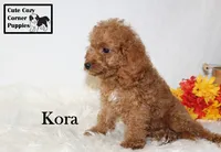 F1B Kora, a female Cavapoo for sale in Taylorsville, NC – 3 of 9