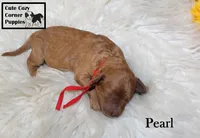 Akc Pearl, a female Poodle - Miniature  for sale in Taylorsville, NC – 2 of 6