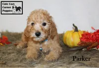 AKC Parker, a male Poodle - Miniature  for sale in Taylorsville, NC – 5 of 8