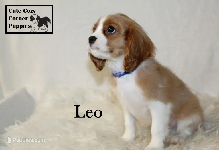 AKC Leo – Cavalier King Charles Spaniel puppy for sale in Taylorsville, NC