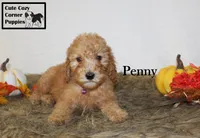 AKC Penny, a female Poodle - Miniature  for sale in Taylorsville, NC – 6 of 6