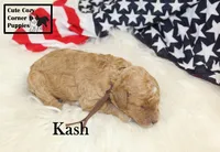 F1B Kash , a male Cavapoo for sale in Taylorsville, NC – 4 of 10