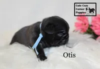 AKC Otis, a male Pug for sale in Taylorsville, NC – 3 of 5