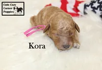 F1B Kora, a female Cavapoo for sale in Taylorsville, NC – 9 of 9