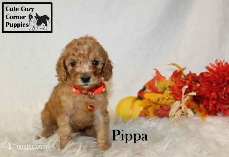 AKC Pippa – Poodle - Miniature  puppy for sale in Taylorsville, NC