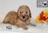 F1B Nix, a male Cavapoo for sale in Taylorsville, NC – 2 of 9