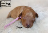 AKC Posy, a female Poodle - Miniature  for sale in Taylorsville, NC – 4 of 6