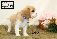 AKC Leo, a male Cavalier King Charles Spaniel for sale in Taylorsville, NC – 4 of 10