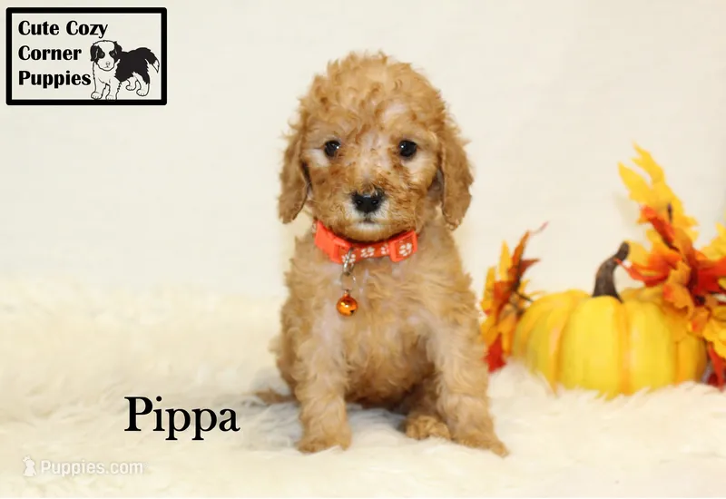 AKC Pippa – Poodle - Miniature  puppy for sale in Taylorsville, NC