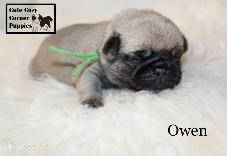 AKC Owen – Pug puppy for sale in Taylorsville, NC