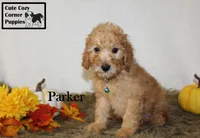 AKC Parker, a male Poodle - Miniature  for sale in Taylorsville, NC – 6 of 8