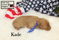 F1B Kade, a male Cavapoo for sale in Taylorsville, NC – 6 of 10