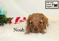 F1B Noah, a male Cavapoo for sale in Taylorsville, NC – 5 of 6