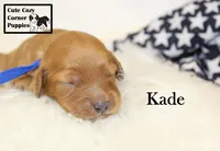 F1B Kade, a male Cavapoo for sale in Taylorsville, NC – 8 of 10