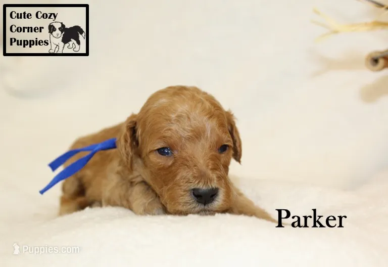 AKC Parker – Poodle - Miniature  puppy for sale in Taylorsville, NC