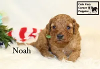 F1B Noah, a male Cavapoo for sale in Taylorsville, NC – 3 of 6