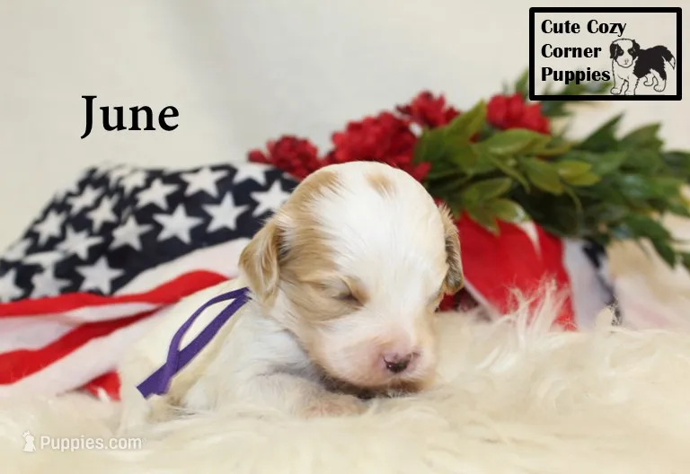 F1 June – Cavapoo puppy for sale in Taylorsville, NC
