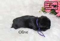 AKC Olive, a female Pug for sale in Taylorsville, NC – 2 of 7