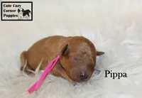 AKC Pippa, a female Poodle - Miniature  for sale in Taylorsville, NC – 3 of 5