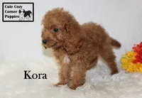 F1B Kora, a female Cavapoo for sale in Taylorsville, NC – 5 of 9