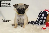 AKC Margo, a female Pug for sale in Taylorsville, NC – 9 of 9