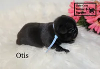 AKC Otis, a male Pug for sale in Taylorsville, NC – 2 of 5