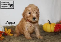 AKC Pippa, a female Poodle - Miniature  for sale in Taylorsville, NC – 4 of 8