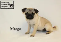 AKC Margo, a female Pug for sale in Taylorsville, NC – 4 of 7