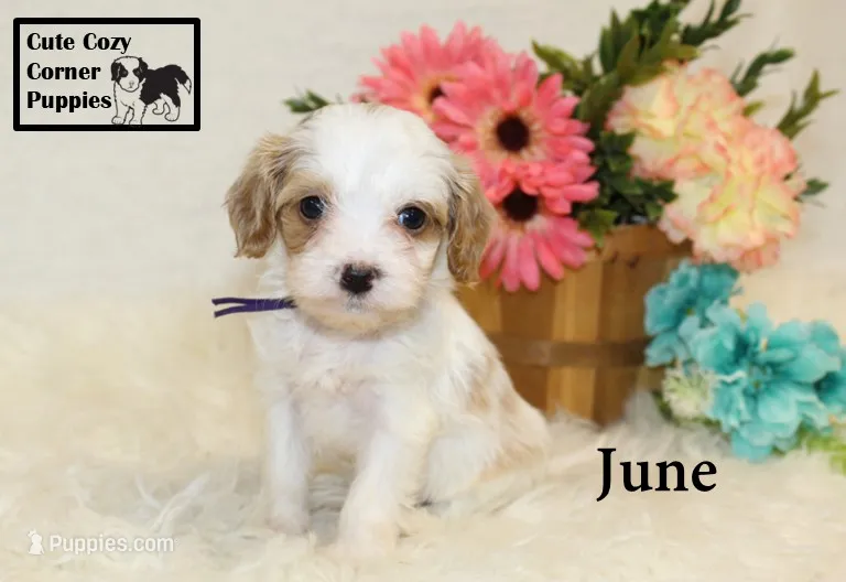 F1 June – Cavapoo puppy for sale in Taylorsville, NC